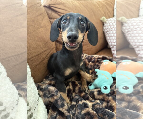 Medium Photo #1 Dachshund Puppy For Sale in St. Louis Park, MN, USA