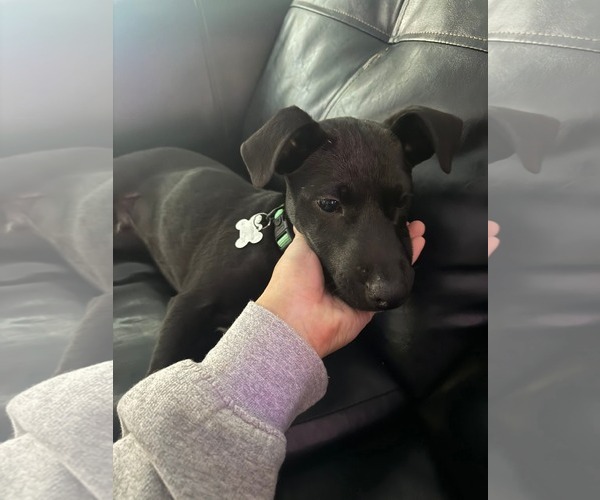 Medium Photo #5 Labrador Retriever-Unknown Mix Puppy For Sale in Holly Springs, NC, USA