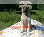 Small #3 German Shepherd Dog