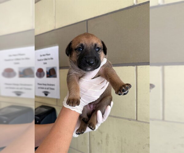 Medium Photo #1 German Shepherd Dog-Unknown Mix Puppy For Sale in Riverside, CA, USA
