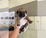Small German Shepherd Dog Mix