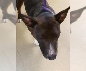 Bull Terrier-Unknown Mix Dogs for adoption in Derwood, MD, USA