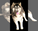 Small #3 Siberian Husky