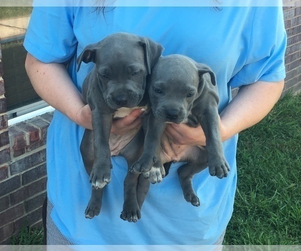 Medium Photo #2 American Pit Bull Terrier Puppy For Sale in ENNIS, TX, USA