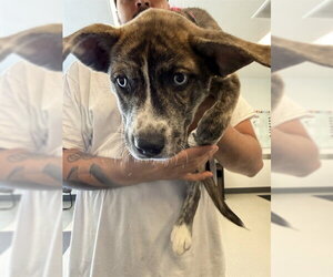 Labsky Dogs for adoption in Corona, CA, USA