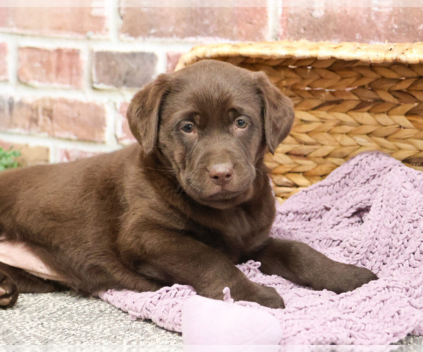 Medium Photo #3 Labrador Retriever Puppy For Sale in SYRACUSE, IN, USA