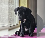 Small Photo #24 German Shorthaired Pointer Puppy For Sale in MCKINNEY, TX, USA