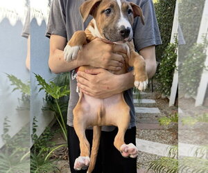 Han Solo - Male Black Mouth Cur-Boxer Mix Dog for Adoption - Photo #9