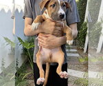 Small #8 Black Mouth Cur-Boxer Mix
