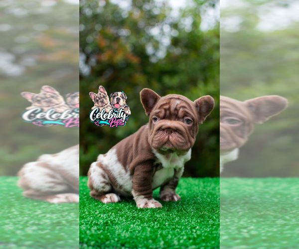 Medium Photo #8 French Bulldog Puppy For Sale in HOUSTON, TX, USA