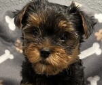 Small Photo #10 Yorkshire Terrier Puppy For Sale in MERCED, CA, USA