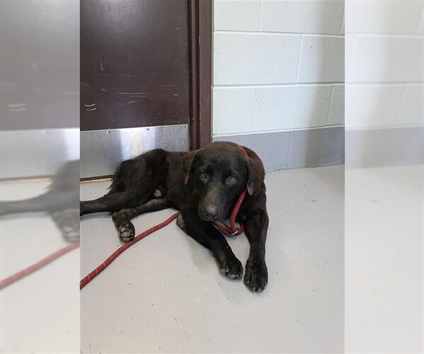 Medium Photo #1 Labrador Retriever-Unknown Mix Puppy For Sale in Corpus Christi, TX, USA