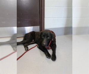 Labrador Retriever-Unknown Mix Dogs for adoption in Corpus Christi, TX, USA
