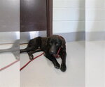 SHAW - Male Labrador Retriever-Unknown Mix Dog for Adoption - Small photo