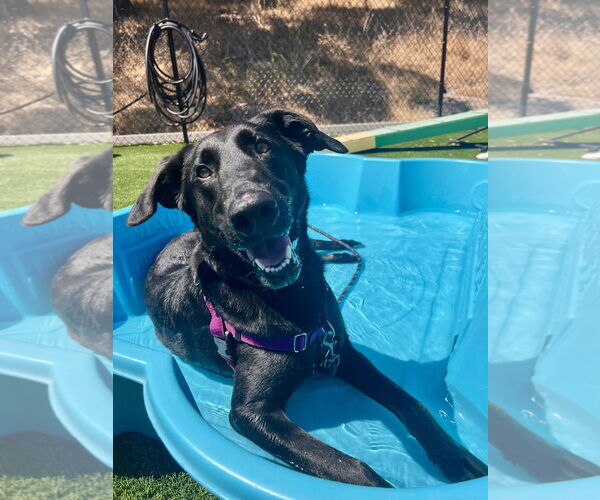 Medium Photo #3 Labrador Retriever Puppy For Sale in Salinas, CA, USA