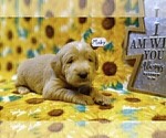 Small Photo #3 Labradoodle Puppy For Sale in MOMEYER, NC, USA
