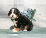 Small #1 Bernese Mountain Dog