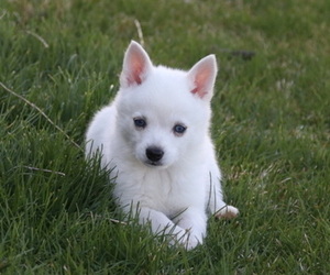 Alaskan Klee Kai Puppy for sale in COLBERT, WA, USA