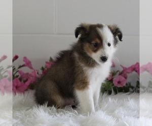 Shetland Sheepdog Puppy for sale in BALTIC, OH, USA