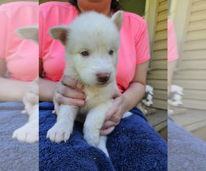 Siberian Husky Puppy for sale in LENOIR, NC, USA