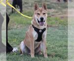 Small #1 Mutt