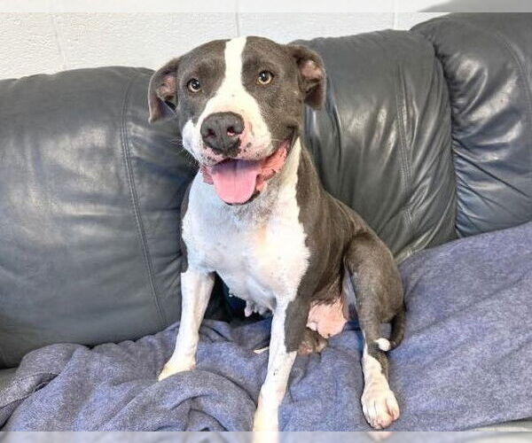 Medium Photo #2 American Pit Bull Terrier-Unknown Mix Puppy For Sale in North Myrtle Beach, SC, USA