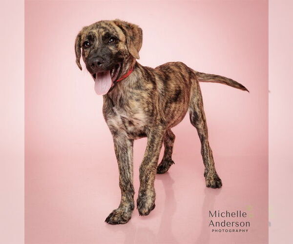 Medium Photo #1 Holland Shepherd-Unknown Mix Puppy For Sale in Corona, CA, USA