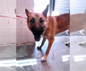 German Shepherd Dog Dogs for adoption in San Bernardino, CA, USA