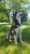 Small Photo #5 Siberian Husky Puppy For Sale in CENTERVILLE, NC, USA