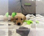 Puppy Winter Golden Retriever