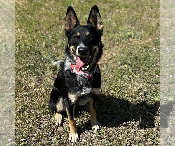 Medium Photo #2 Mutt Puppy For Sale in Rohnert Park, CA, USA