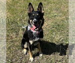 Small #1 Mutt