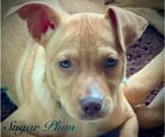 Small Photo #1 American Pit Bull Terrier-Unknown Mix Puppy For Sale in Chester, VA, USA