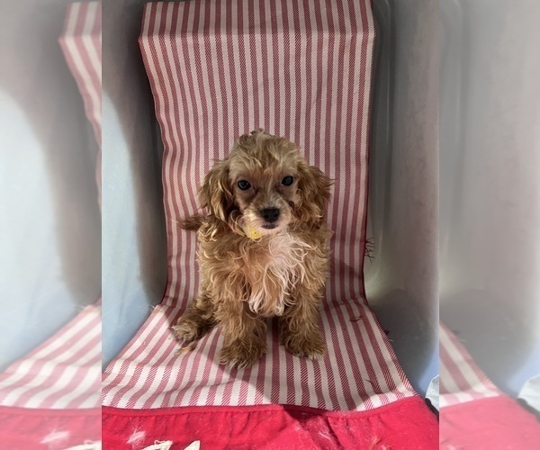 Medium Photo #7 ShihPoo Puppy For Sale in DURHAM, CT, USA