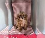Small Photo #7 ShihPoo Puppy For Sale in DURHAM, CT, USA