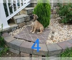 Small Photo #9 Cane Corso Puppy For Sale in MONTPELIER, VA, USA