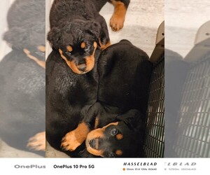 Rottweiler Puppy for sale in WINCHESTER, VA, USA