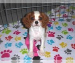 Small #11 Cavalier King Charles Spaniel