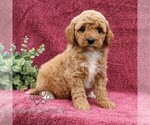 Small #2 Goldendoodle (Miniature)