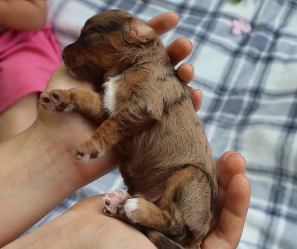 Medium Photo #2 Cavapoo Puppy For Sale in THORP, WI, USA