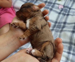 Medium Cavapoo