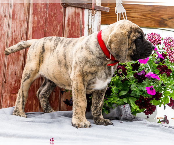 Medium Photo #27 Mastiff Puppy For Sale in WAKARUSA, IN, USA