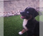 Puppy Puppy 3 Australian Shepherd