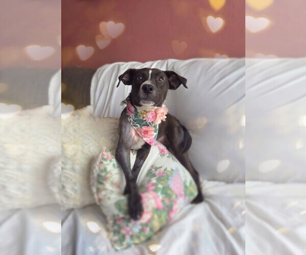 Medium Photo #2 Labrador Retriever-Unknown Mix Puppy For Sale in San Diego, CA, USA