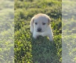 Puppy 1 Labrador Retriever