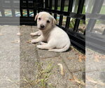 Small #13 Mutt