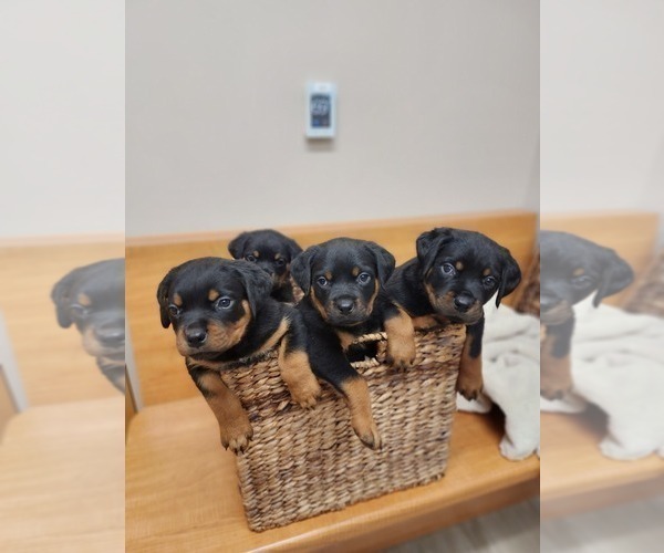 Medium Photo #5 Rottweiler Puppy For Sale in RACINE, WI, USA