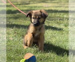 Small #1 Mutt