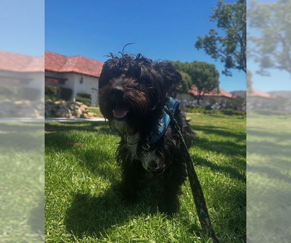 Medium Photo #4 Mutt Puppy For Sale in San Juan Capistrano, CA, USA