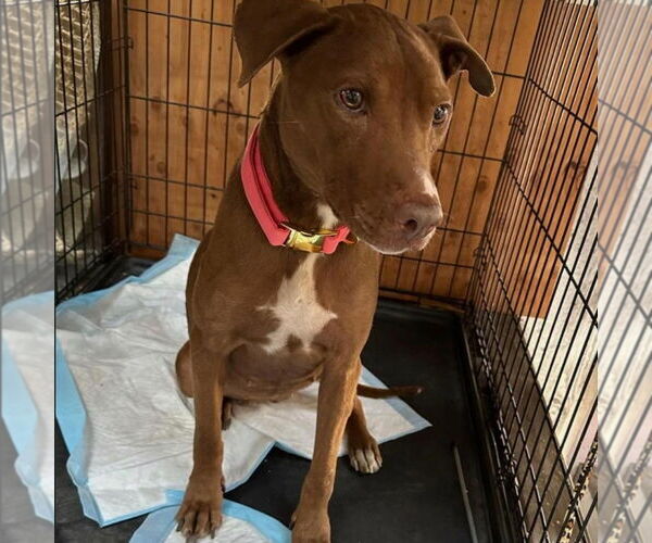 Medium Photo #3 American Pit Bull Terrier Puppy For Sale in Hayward, CA, USA